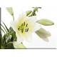 5022-Lirio flor blanco y verde