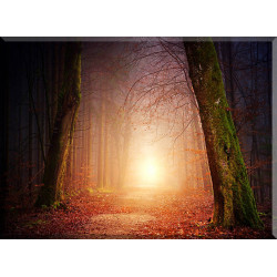 La Naturaleza Árbol Niebla con puesta de sol