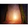 La Naturaleza Árbol Niebla con puesta de sol