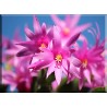 2050-Cactus De Navidad Flores Rosa