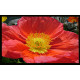 Cubrecontador decorativo con amapola