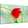 Tulipán Brillante Rojo Solo Individual Pastos