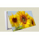 Cubre contador planta girasol