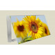 Cubre contador planta girasol