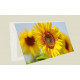 Cubre contador planta girasol