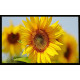 Cubre contador planta girasol