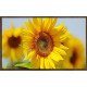 Cubre contador planta girasol