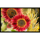 Cubre contador girasol rojo