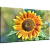 Girasol Flor Pétalos Floración