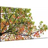Rama de Arbol