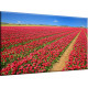 Campo De Tulipanes Rojo Holanda