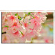 Tapa contador-Flores De Cerezo Primavera Planta