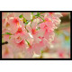 Tapa contador-Flores De Cerezo Primavera Planta