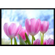 Tapa contador-Flores tulipanes naturales