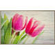 Tulipanes Primavera en Flor