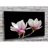 5505-Magnolia fondo negro