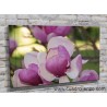 5513-Magnolia fusia