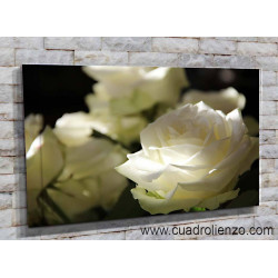 9004-Rosas blancas