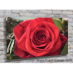 9022-Rosa Flor de verano