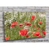 Amapolas entre hierbas-1005