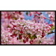 tapacontador Manzano Ornamental Adorno Fruta Ornamental