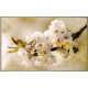 Cubre contador floración de cerezo