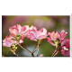 Cubre contadorr Cornus Ramita De Floración Flor Árbol