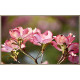 Cubre contadorr Cornus Ramita De Floración Flor Árbol