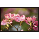 Cubre contadorr Cornus Ramita De Floración Flor Árbol