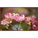 Cubre contadorr Cornus Ramita De Floración Flor Árbol