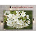 Flor De Ciruelo Blanco Inflorescencia