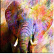 elefante en color