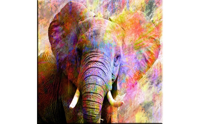 elefante en color