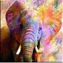 elefante en color