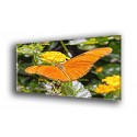Mariposa naranja-50004