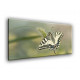 Mariposa solitaria-50005