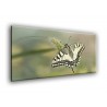 Mariposa solitaria-50005