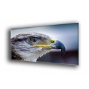 Aguila observadora-50101