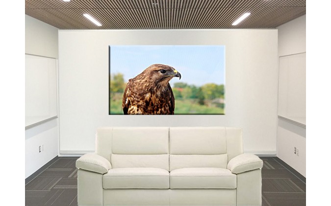 Aguila de presa-50102