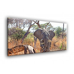 50402-Elefante en la Sabana