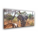 50402-Elefante en la Sabana