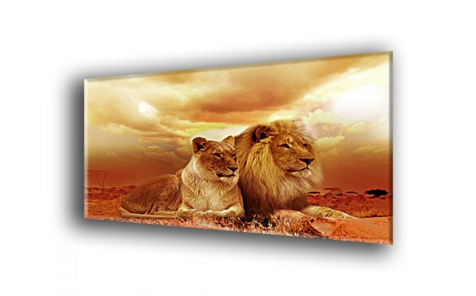 50702-Leones ocre