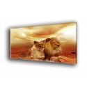 50702-Leones ocre