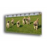 50803-Cachorros jugando