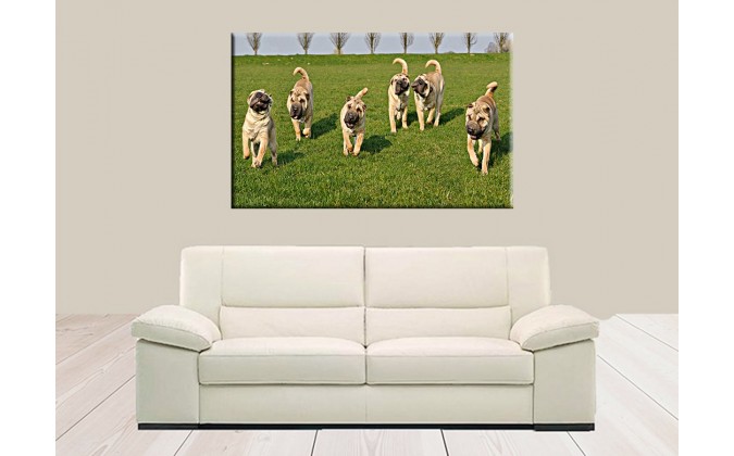 50803-Cachorros jugando