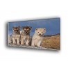 50806-Perros bonitos