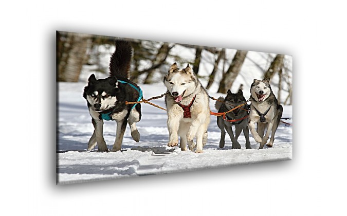 50808-Huskies