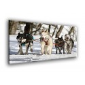 50808-Huskies