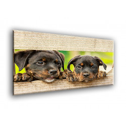 508010-rottweiler