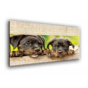 508010-rottweiler